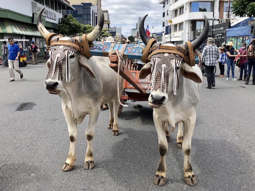 2019 National Oxcart Parade