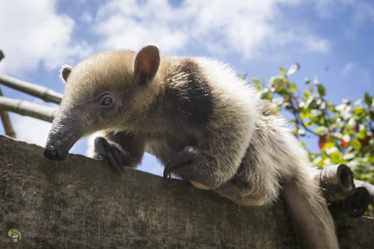 Pebbles the Tamandua.