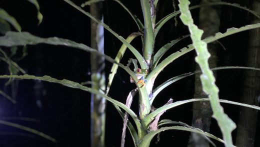 Pic of the Day: A red-eyed tree frog in Bijagua, Costa Rica
