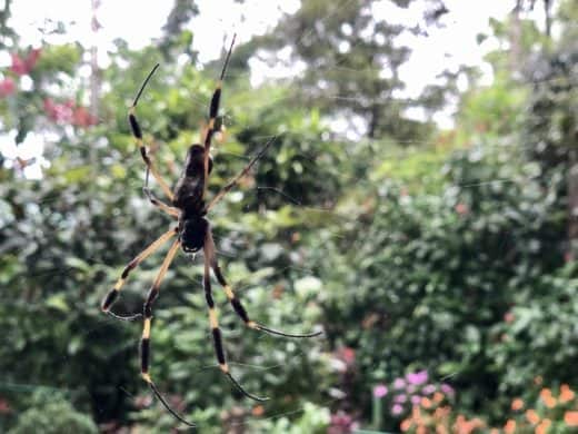 Pic of the Day: The golden orb weaver spider