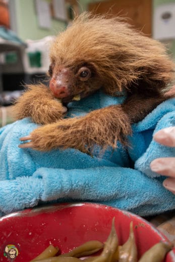 Slothy Sunday: Oatmeal, a story of hope