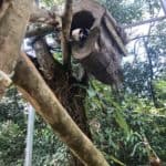 Tamandua resting in a tree
