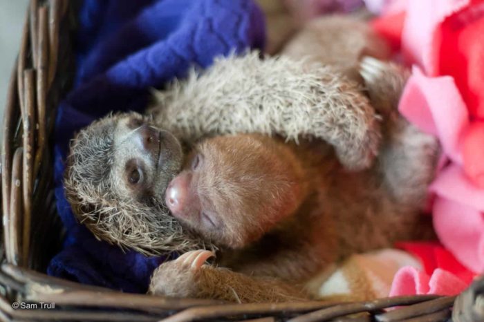 Two- and three-fingered sloths hug in Costa Rica