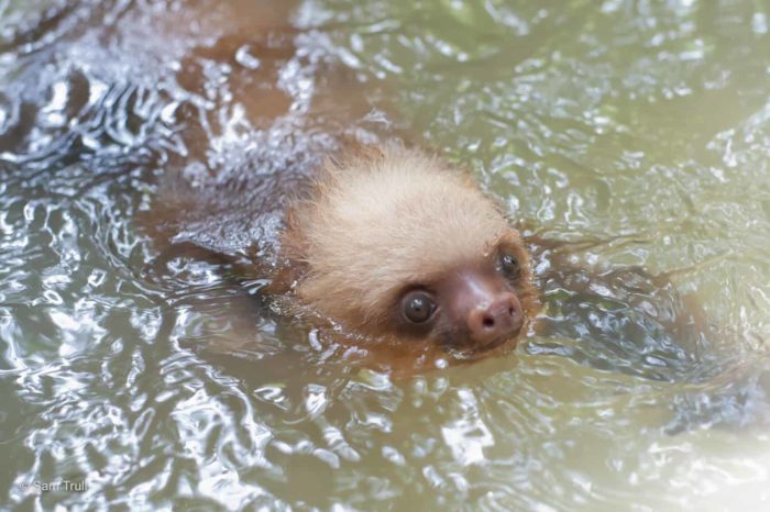 Sloths are excellent swimmers