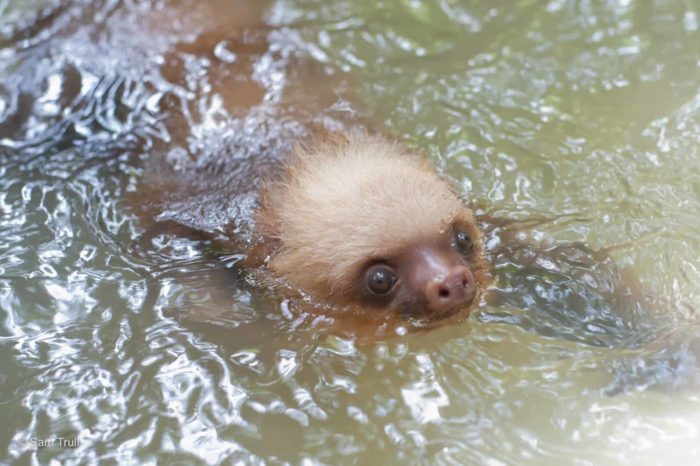 sloths swimming