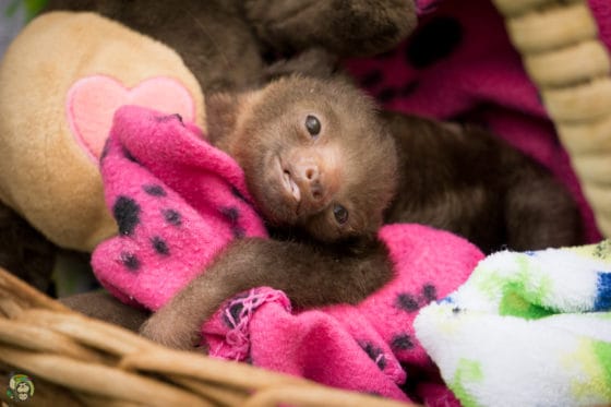 Rolo the sloth