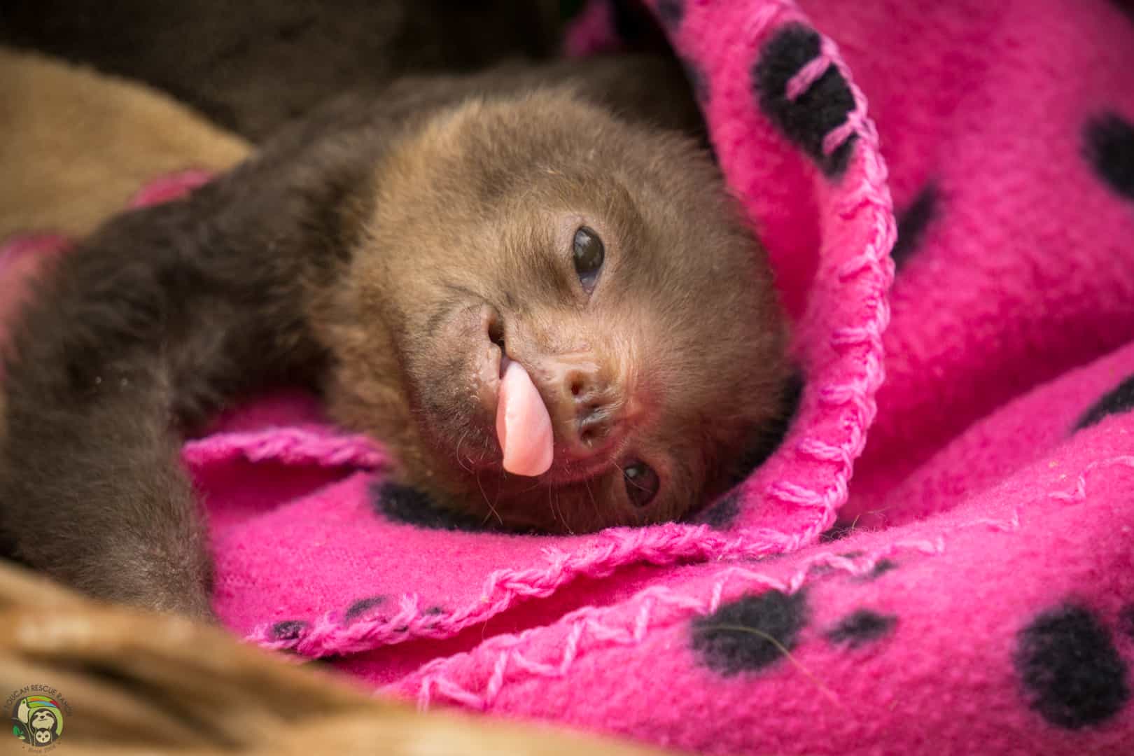 baby sloths cuddling