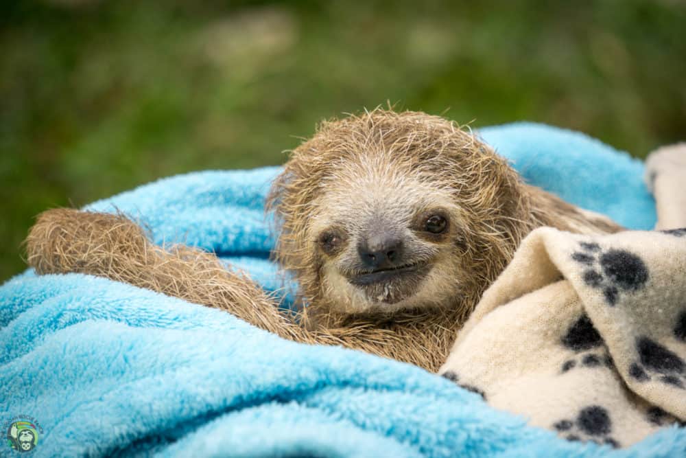 Costa Rica's Sloth Conservation: Luna, the full-moon miracle : The Tico ...