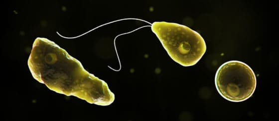 Naegleria fowleri