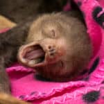 Rolo the sloth in Costa Rica