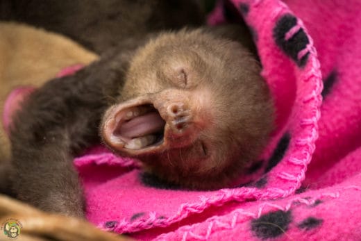Slothy Sunday: A birthday celebration for Rolo