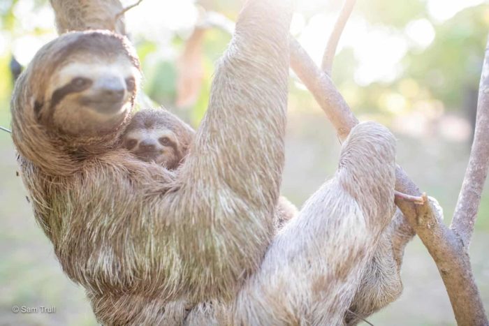 Costa Rica Sloth Mother and Son