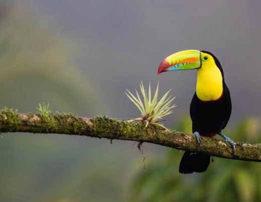 The best resorts in Costa Rica with a wide variety of animals