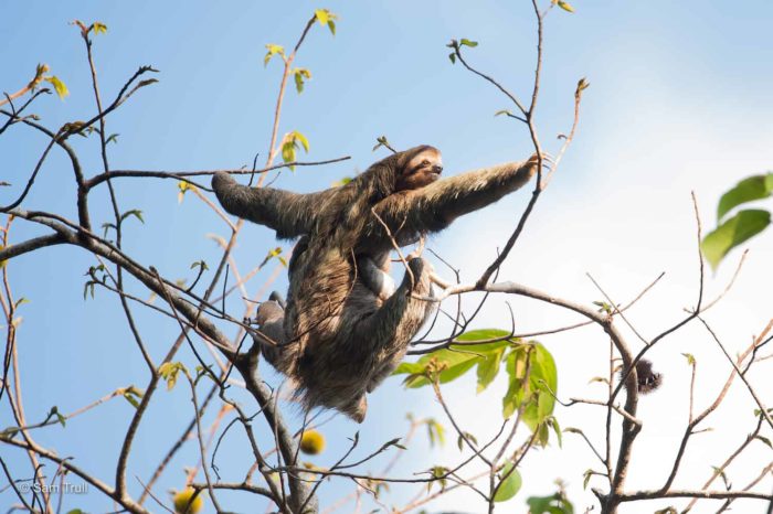 A wild sloth stretches