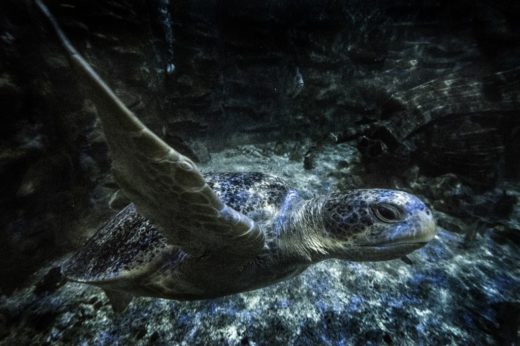 Pic of the Day: Sea turtle in Puntarenas, Costa Rica