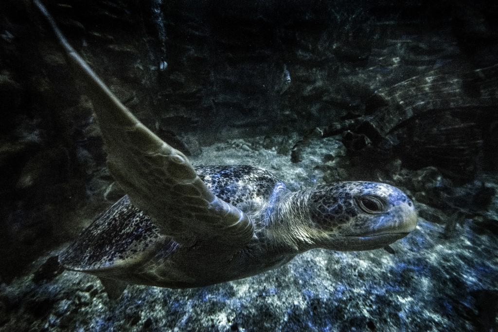 Sea turtle at the Marine Park of Costa Rica