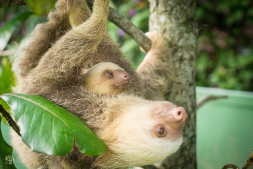 Slothy Sunday: Latte and Chispa, a story of sloth love