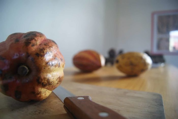 Cacao fruit. 