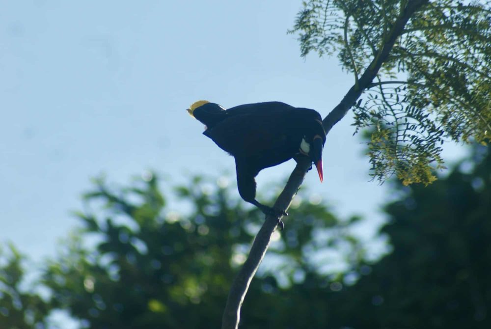 Montezuma Oropendola in Costa Rica