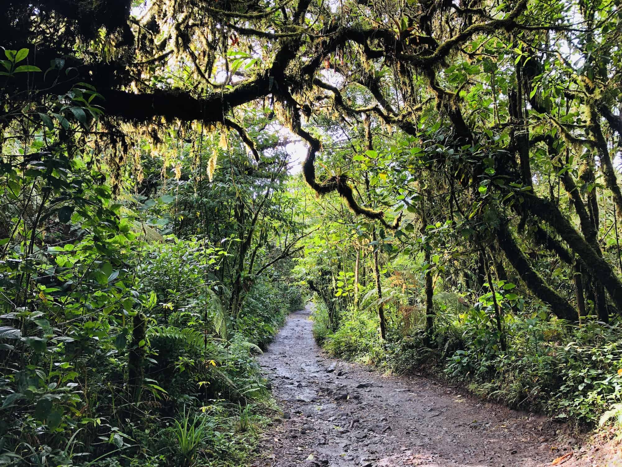 A forest road near Costa Rica's Central Valley