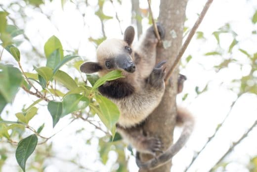 Slothy Sunday: Onward and upward