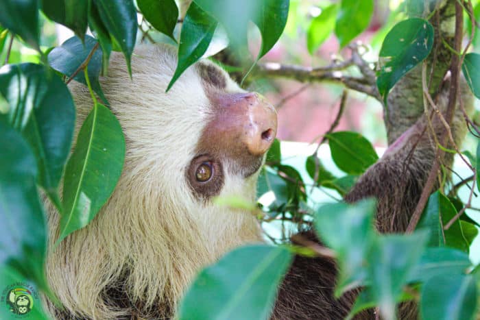 Adele, a two-fingered sloth