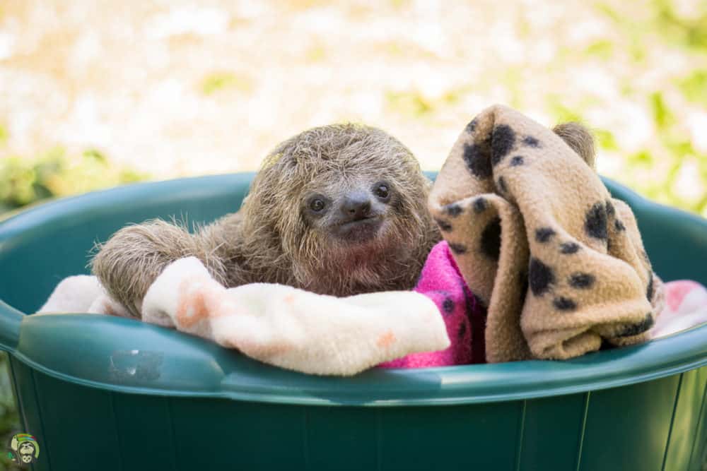 Eclipse the sloth at Toucan Rescue Ranch in Costa Rica