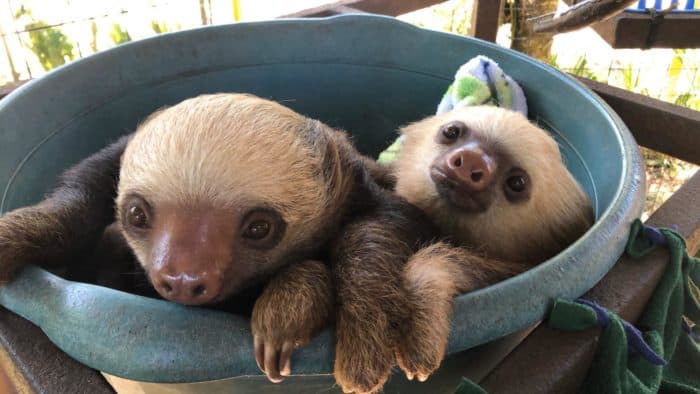 Sloths at Toucan Rescue Ranch