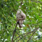 Mystique the sloth at the release site
