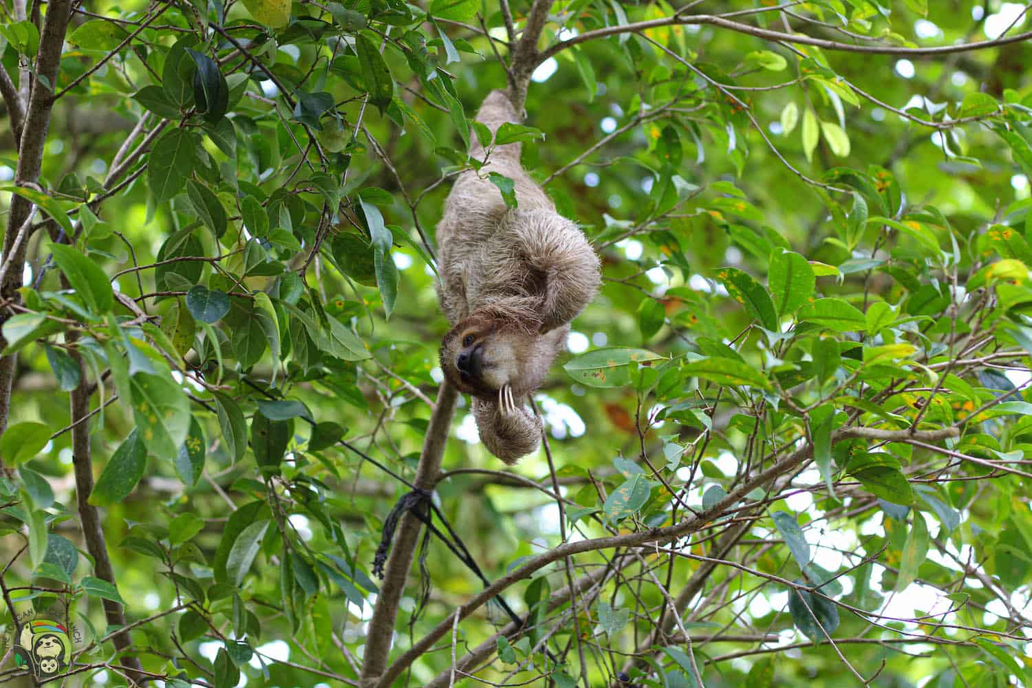 Mystique the sloth at the release site