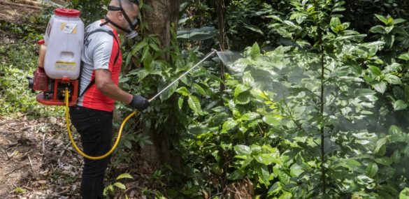 Fumigation against dengue in Costa Rica