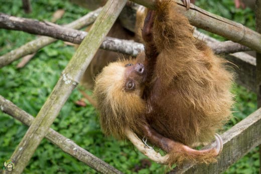 Slothy Sunday: Save a sloth; go solar