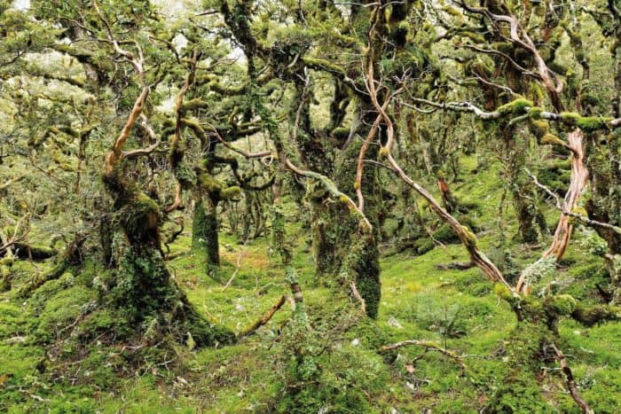 A forest in New Zealand. 