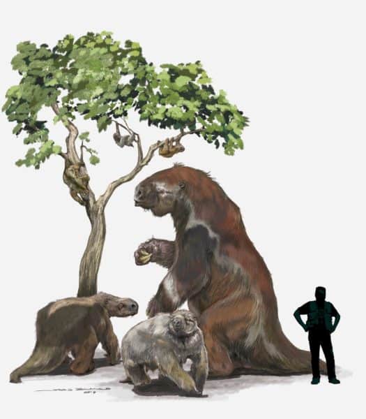 Prominent members of the sloth family tree