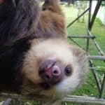 Two-toed sloth at Toucan Rescue Ranch