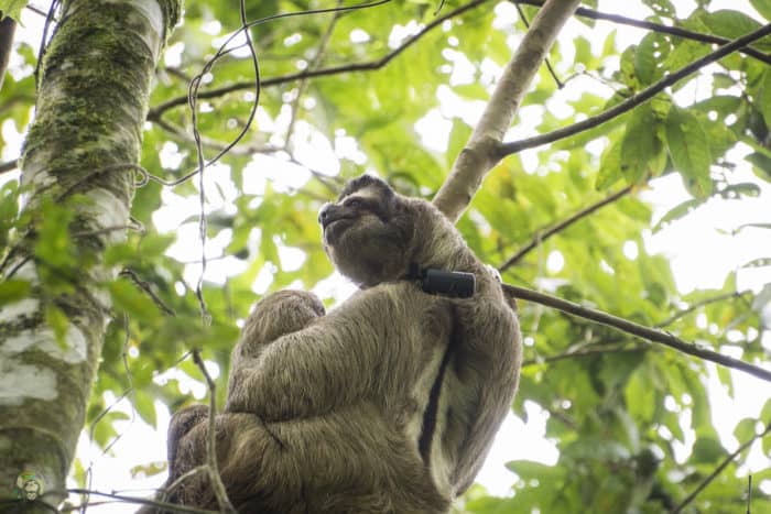 Bocelli the sloth