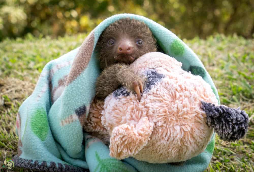 Bodhi, a two-toed sloth in Costa Rica, was rescued and brought to Toucan Rescue Ranch.