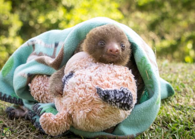 Costa Rica Wildlife Starring Bodhi the sloth