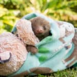 Bodhi, a two-toed sloth in Costa Rica