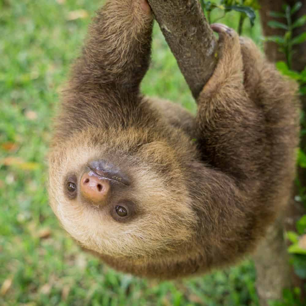 Slothy Sunday: Quarantine with sloths – The Tico Times | Costa Rica ...