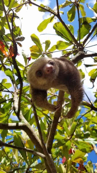 Brad Pitt the sloth at Toucan Rescue Ranch in Costa Rica
