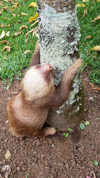 Brad Pitt the sloth at Toucan Rescue Ranch in Costa Rica
