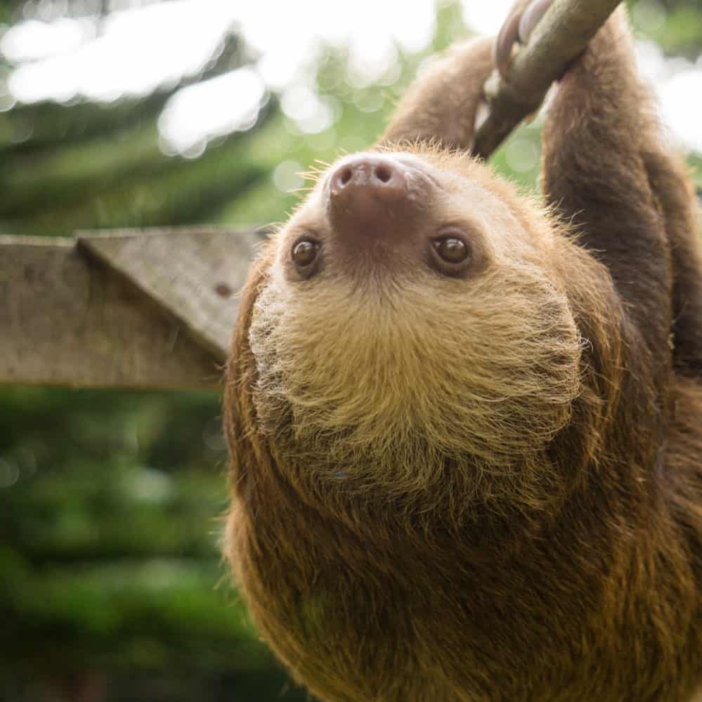 Slothy Sunday: Living with the ‘wrong’ side up – The Tico Times | Costa ...
