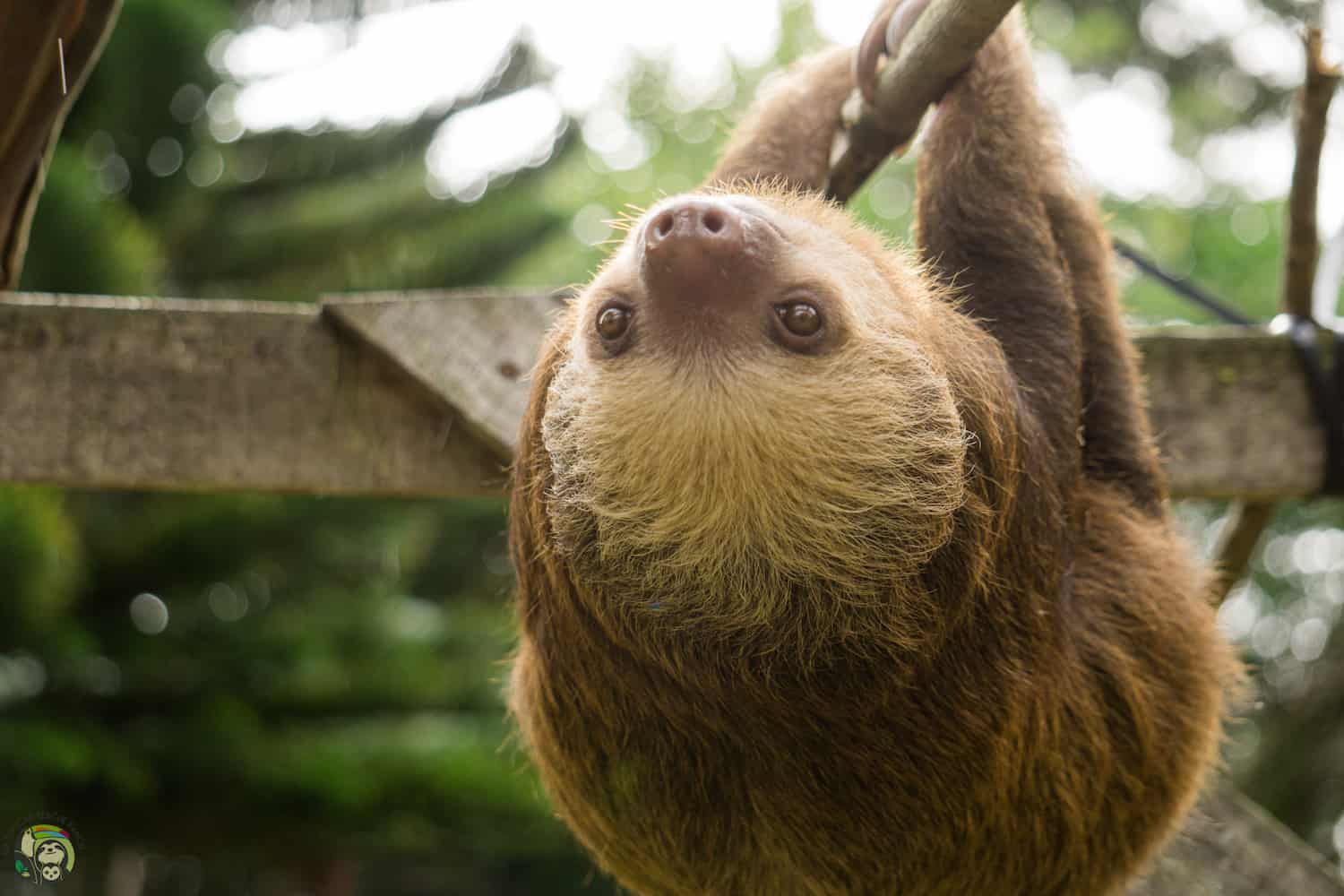 Costa Rica Sloth Rescue