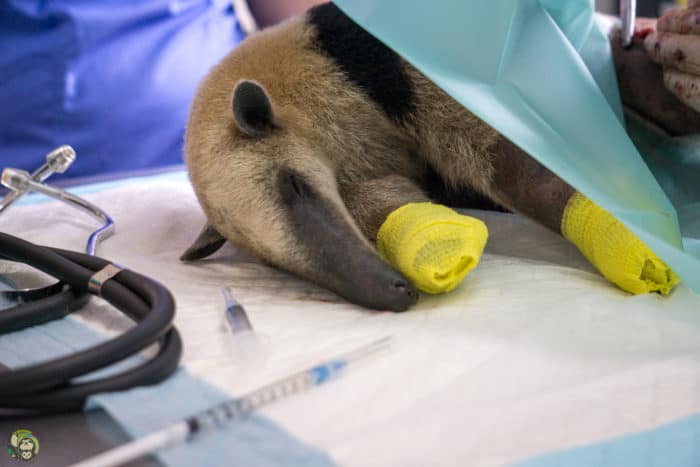 Loki the Tamandua in Costa Rica