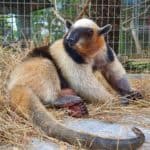 Northern Tamandua in Costa Rica