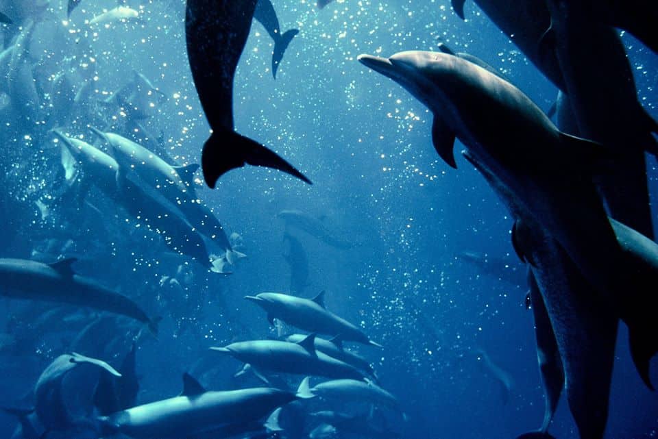 Underwater Photo of dolphins in tuna net.