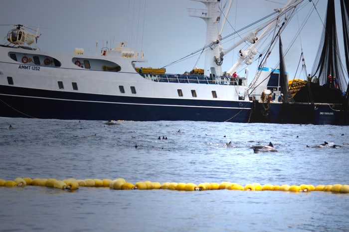 Dolphins trapped by tuna boat