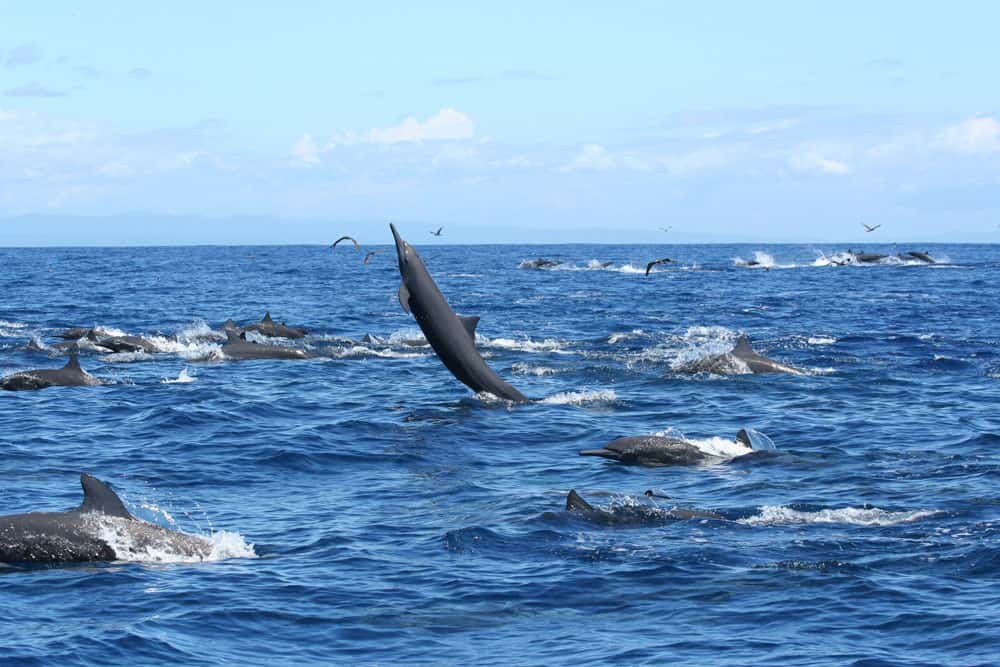 Dolphins swimming freely