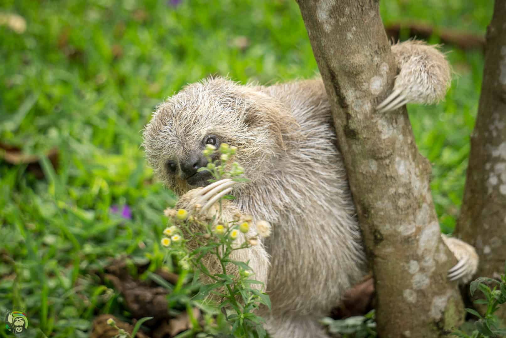 Eclipse, a three-fingered sloth at Toucan Rescue Ranch in Costa Rica. 